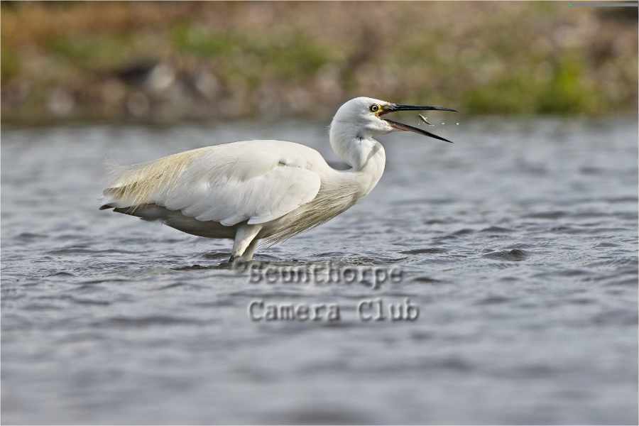 Egret with Catch 